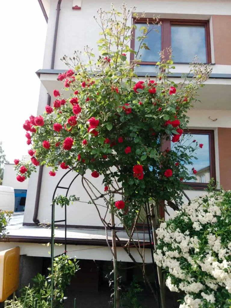 pielęgnacja roślin
